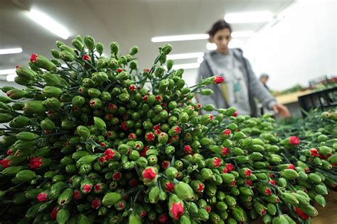 Çiçek üreticileri Hatay'a ücretsiz 100 bin karanfil gönderdi - Son Dakika Haberleri